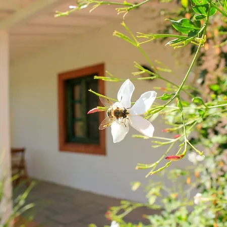 Fazendinha - - Spacious And Tranquil Gæstehus